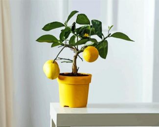 Lemon Tree Diamond Painting Art