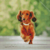 Haired Dachshund Diamond Painting Art