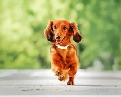 Haired Dachshund Diamond Painting Art