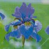 Iris Flower Diamond Painting Art