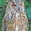 Eurasian Eagle Owl Diamond Painting Art