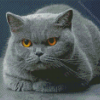 British Shorthair Diamond Painting Art