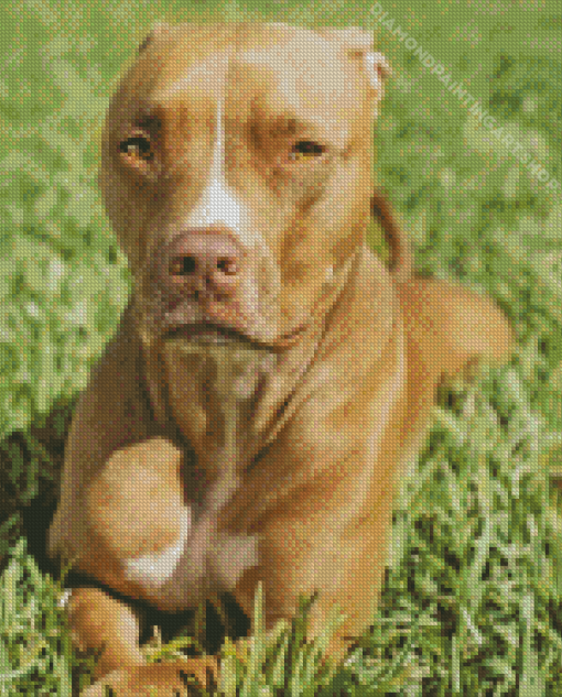 Pitbull Terrier Diamond Painting Art