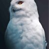 Harry Potter Owl Diamond Painting Art