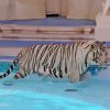 Tiger In The Pool Diamond Painting Art