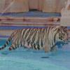 Tiger In The Pool Diamond Painting Art