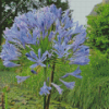 Agapanthus Flowering Diamond Painting Art