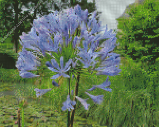 Agapanthus Flowering Diamond Painting Art