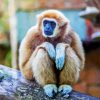 Gibbon Animal Diamond Painting Art