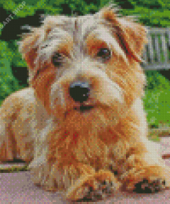 Norfolk Terrier Pet Diamond Painting Art