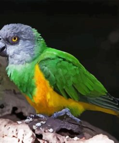 Senegal Parrot Diamond Painting Art