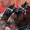 Close Up Budweiser Clydesdales Diamond Painting Art
