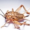 Cricket Beige Insect Diamond Painting Art
