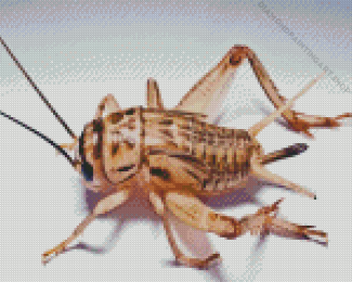 Cricket Beige Insect Diamond Painting Art
