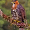 Ornate Hawk Eagle Diamond Painting Art