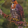 Ornate Hawk Eagle Diamond Painting Art