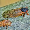 Adult Cicadas Diamond Painting Art