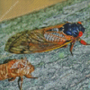 Adult Cicadas Diamond Painting Art