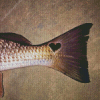 Black Heart Redfish Tail Diamond Painting Art