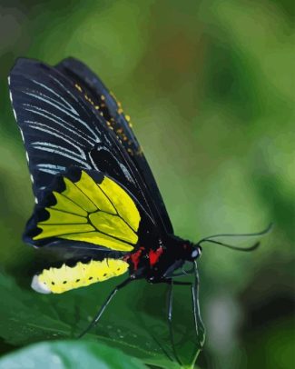 Butterfly Wing Wildlife Diamond Painting Art