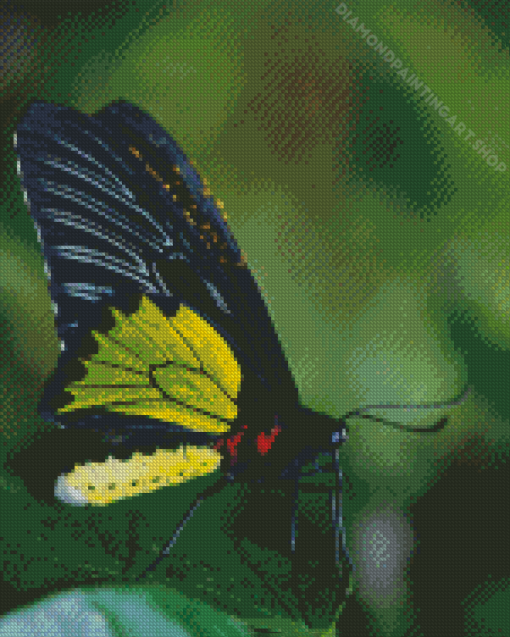 Butterfly Wing Wildlife Diamond Painting Art