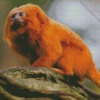 Wild Golden Lion Tamarin Diamond Painting Art