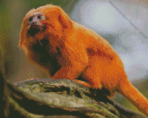 Wild Golden Lion Tamarin Diamond Painting Art