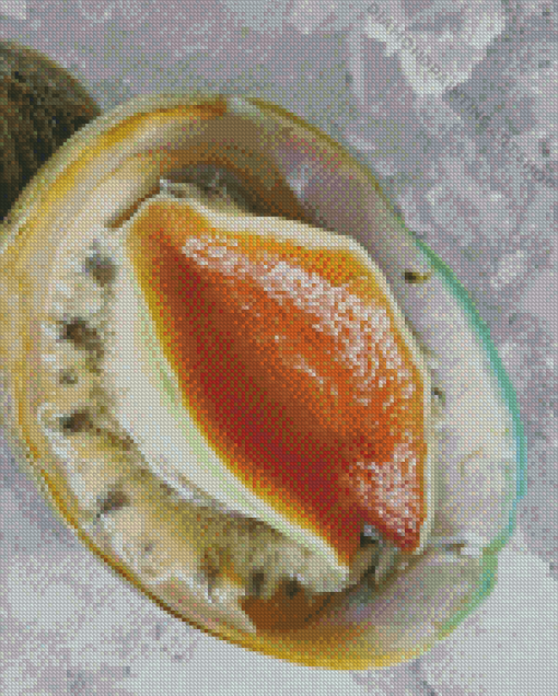 Abalone Sea Food Diamond Painting Art