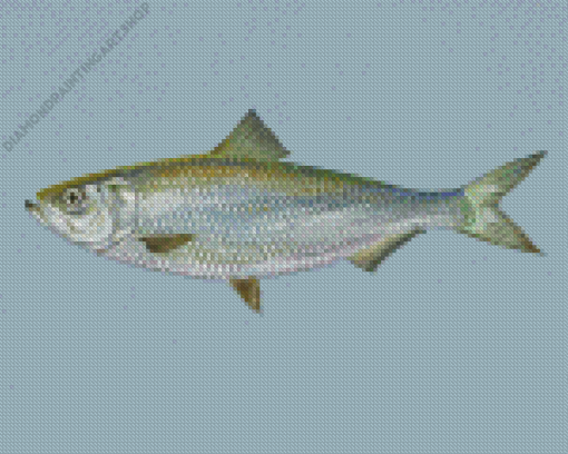 Skipjack Fish Diamond Painting Art