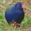 Takahe Flightless Bird Diamond Painting Art