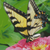 Yellow And Black Butterfly Diamond Painting Art