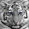 Baby Tigers With Blue Eyes Diamond Painting Art