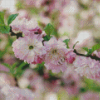 Flowering Almond Tree Diamond Painting Art