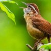 The Carolina Wren 5D Diamond Painting Art