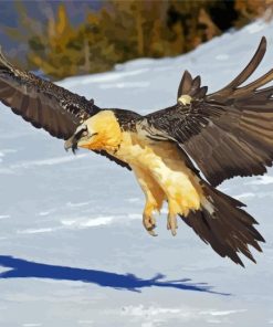Bearded Vulture Flying Diamond Painting