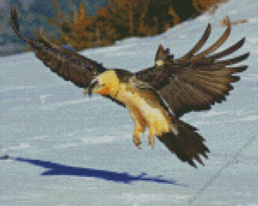 Bearded Vulture Flying Diamond Painting