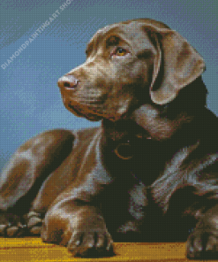 Brown Labrador Dog Diamond Painting