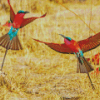 Southern Carmine Bee Eater Diamond Painting