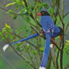 Taiwan Blue Magpie Bird Diamond Painting