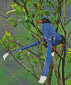 Taiwan Blue Magpie Bird Diamond Painting