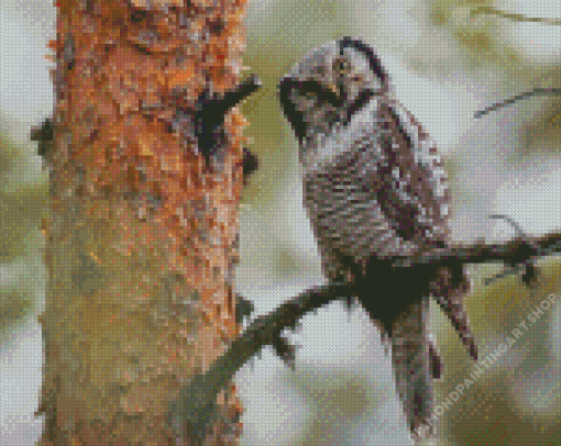 Cute Hawk Owl Diamond Painting