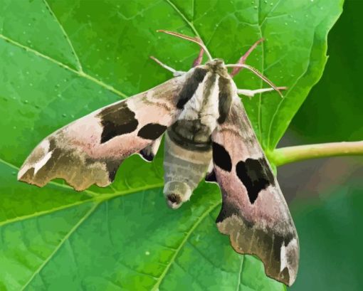 Banded Sphinx Hawk Moth Diamond Painting