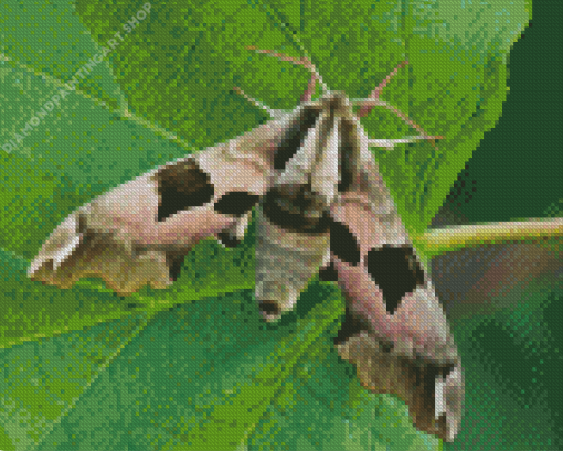 Banded Sphinx Hawk Moth Diamond Painting