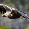 Flying Wedge Tailed Eagles Diamond Painting