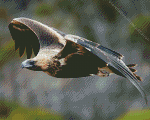 Flying Wedge Tailed Eagles Diamond Painting