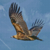 Flying Wedge Tailed Eagle Diamond Painting