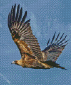 Flying Wedge Tailed Eagle Diamond Painting