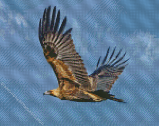 Flying Wedge Tailed Eagle Diamond Painting