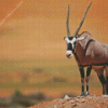 Gemsbok Diamond Painting