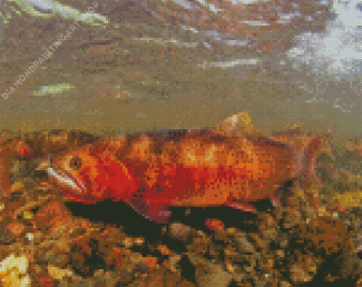Spawning Cutthroat Trout Diamond Painting
